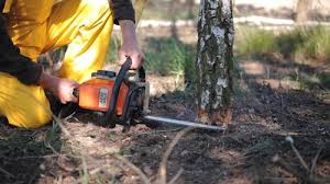 Best Tree Mulching  in Mentone, IN